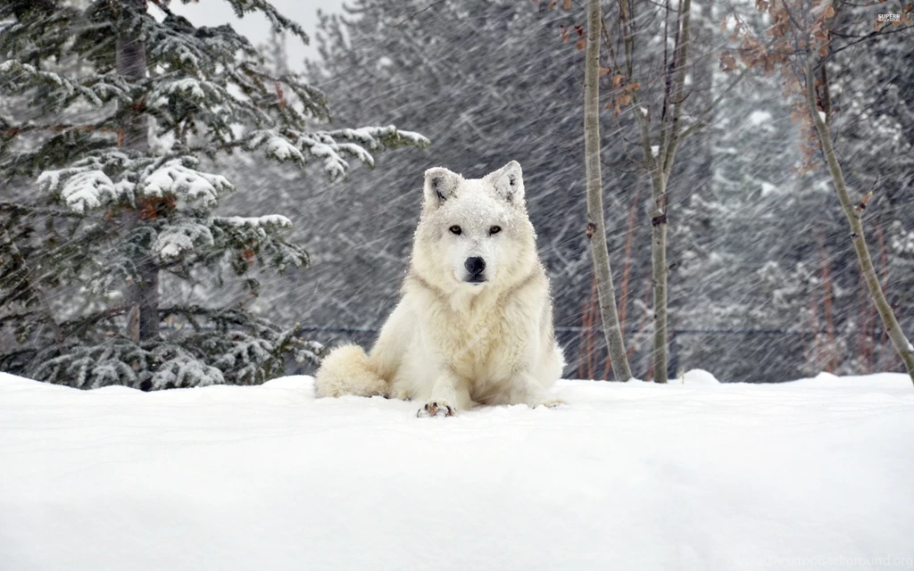 White wolf 43001 2560x1600.jpg