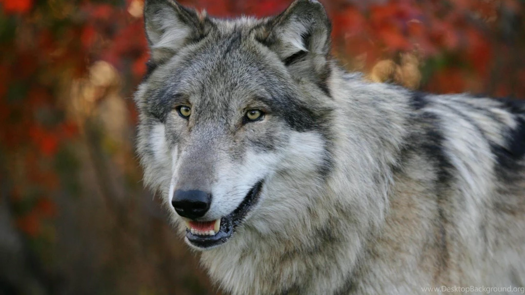 Grey wolf wallpaper.jpg