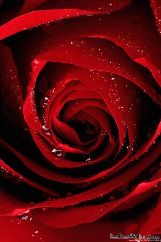iPhone 4 640 X 960 Red Rose Wallpapers And Backgrounds