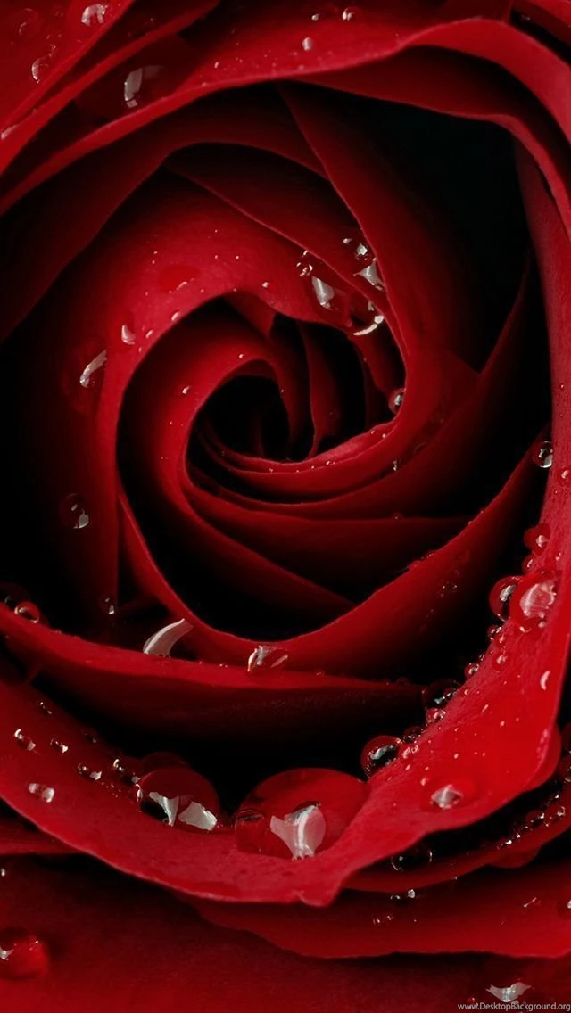 Rose Wallpapers For Iphone 5