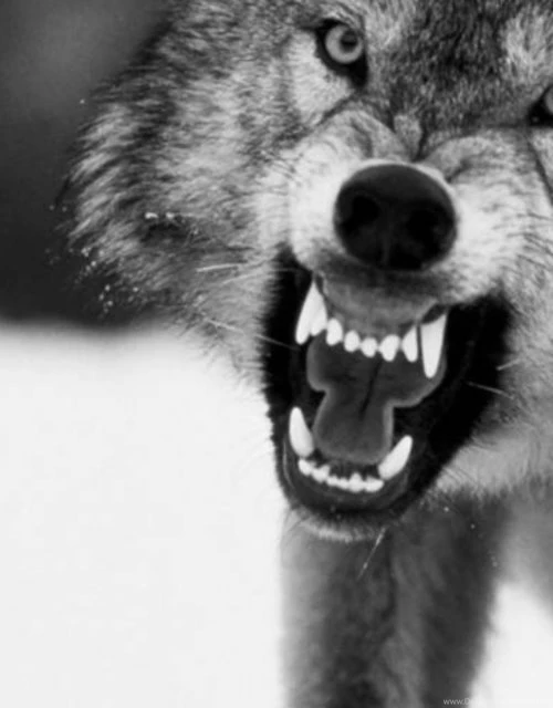 Top Black Angry Wolf With Images For Pinterest