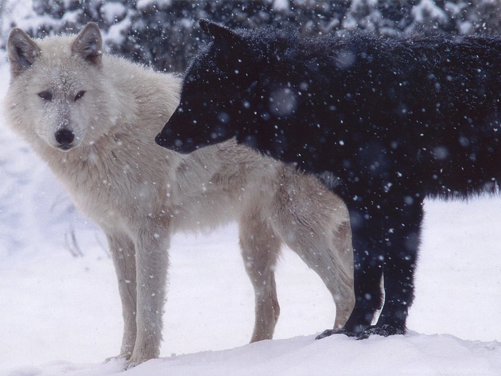 Angry Wolf Wallpapers Free Angry Wolf Wallpapers & Pictures Download