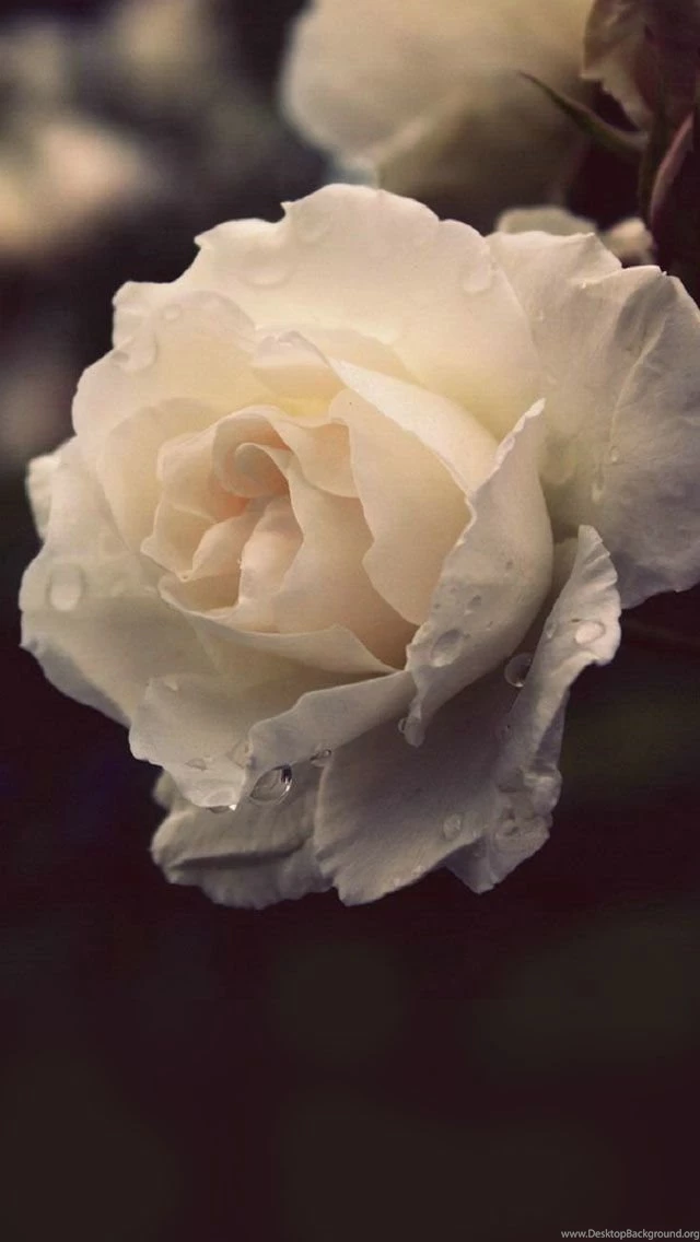 Dewy Rose iPhone 5s Wallpapers Download