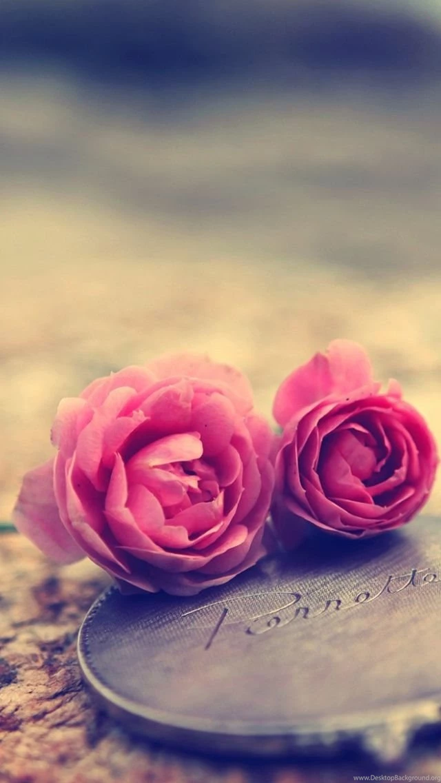 Rose Wallpapers For Iphone 5