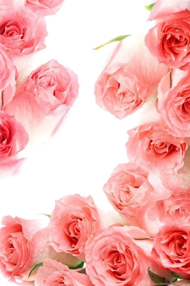Macro Rose Red Iphone 4s Wallpapers Free 640x960 Hd Iphone Retina ...