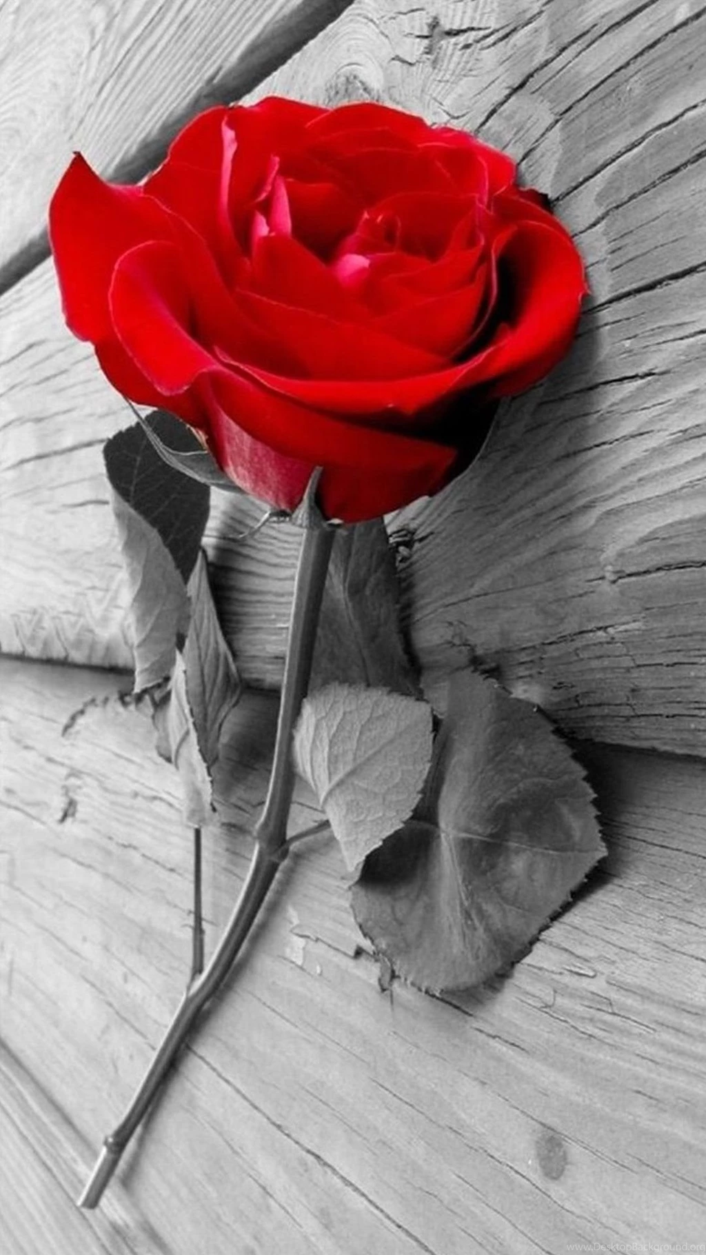 Elegant Red Rose On Wood iPhone 6 Wallpapers Download