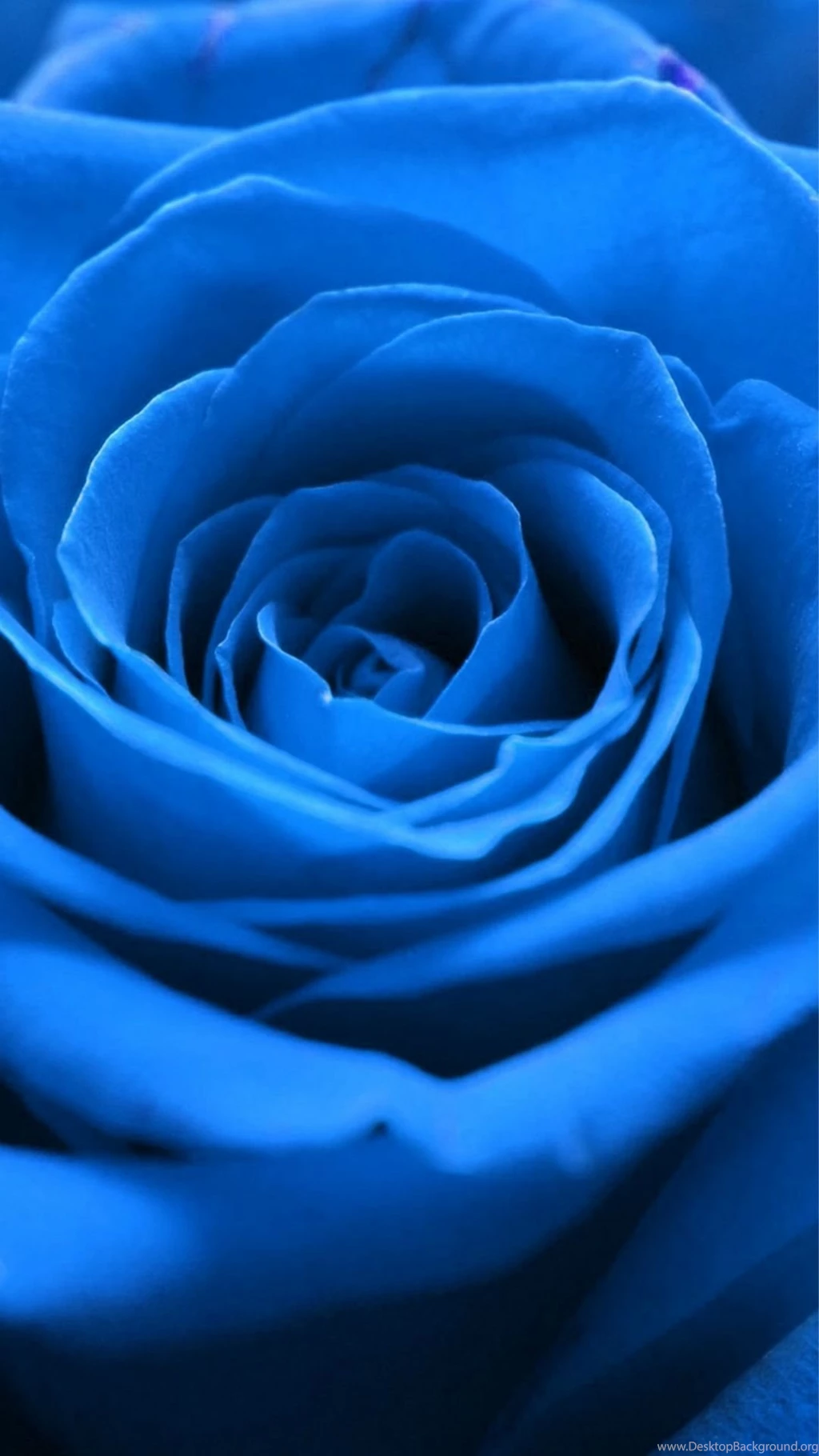 Nature Blue Rose Flower Macro iPhone 6 Wallpapers Download