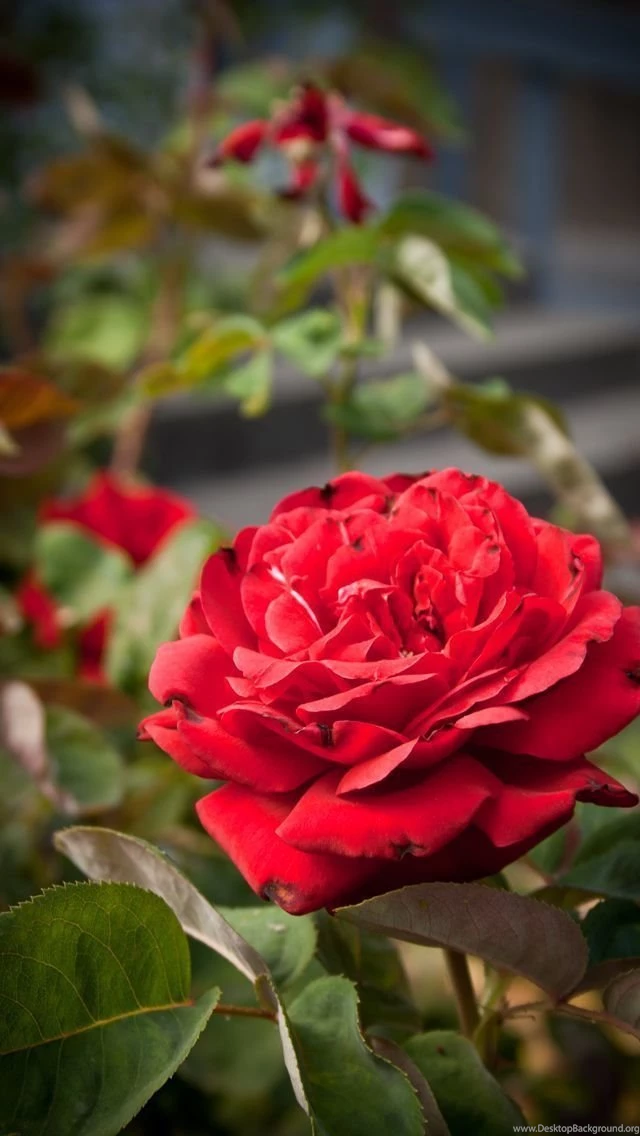 Rose Wallpapers For Iphone 5 Cool With Photos Of Rose Wallpapers ...