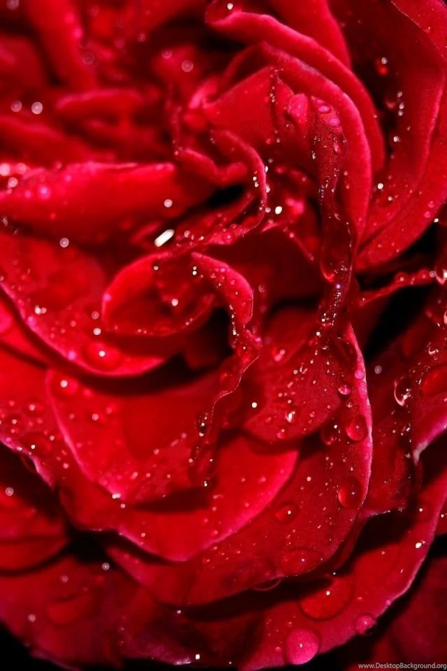 Fresh Red Rose iPhone 4s Wallpapers Download