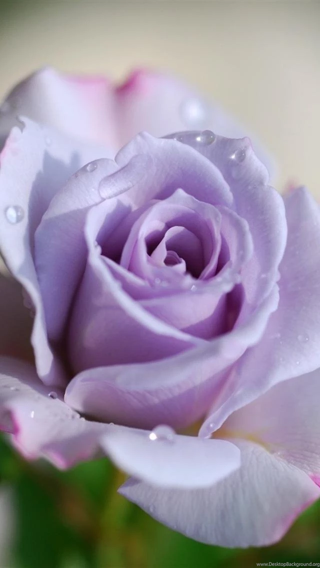 Rose Wallpapers For Iphone 5 Wallpapers With Images Of Rose ...