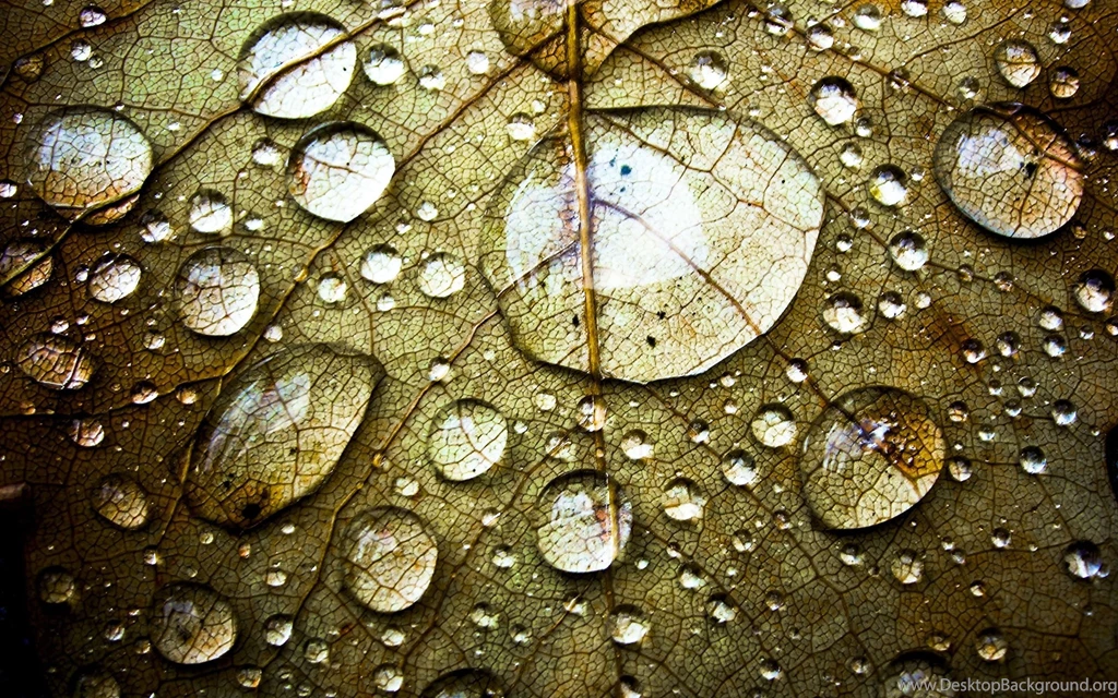 Drops Leaves Wallpapers.jpg