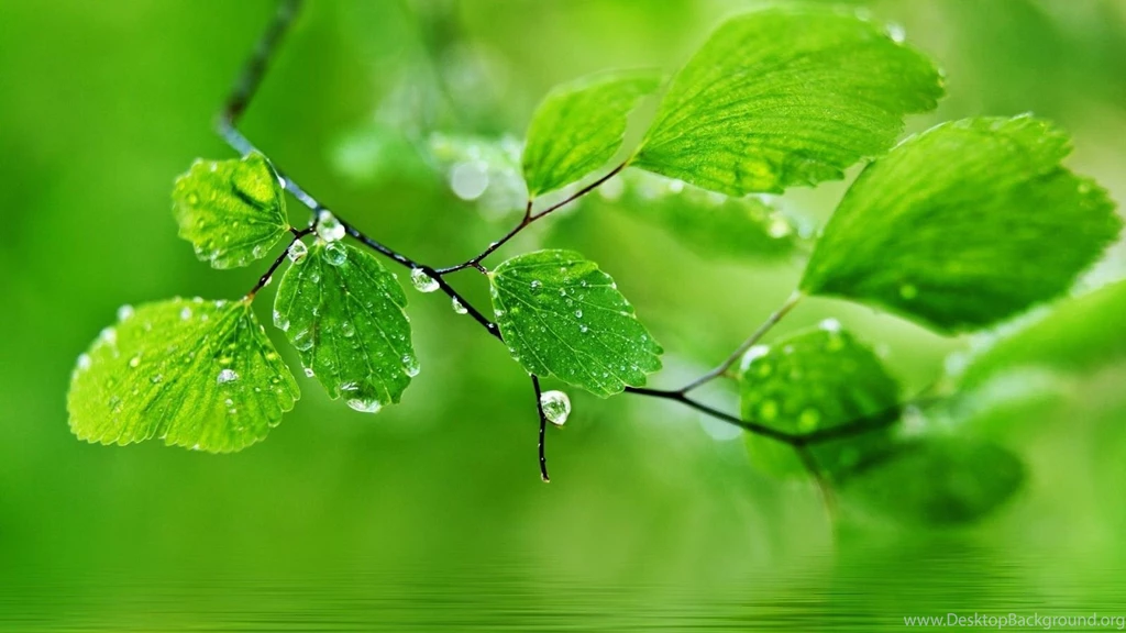 Beautiful Water Wallpapers For Desktop Hd Water Drops On Leaves Hd ...