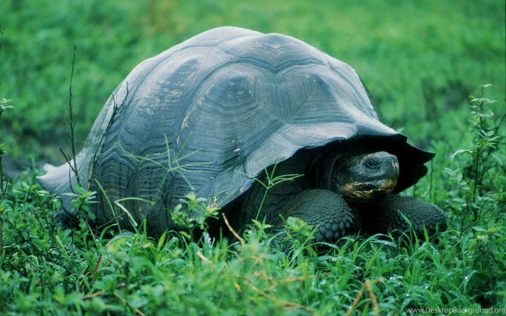 Wonderful Turtle Wallpapers