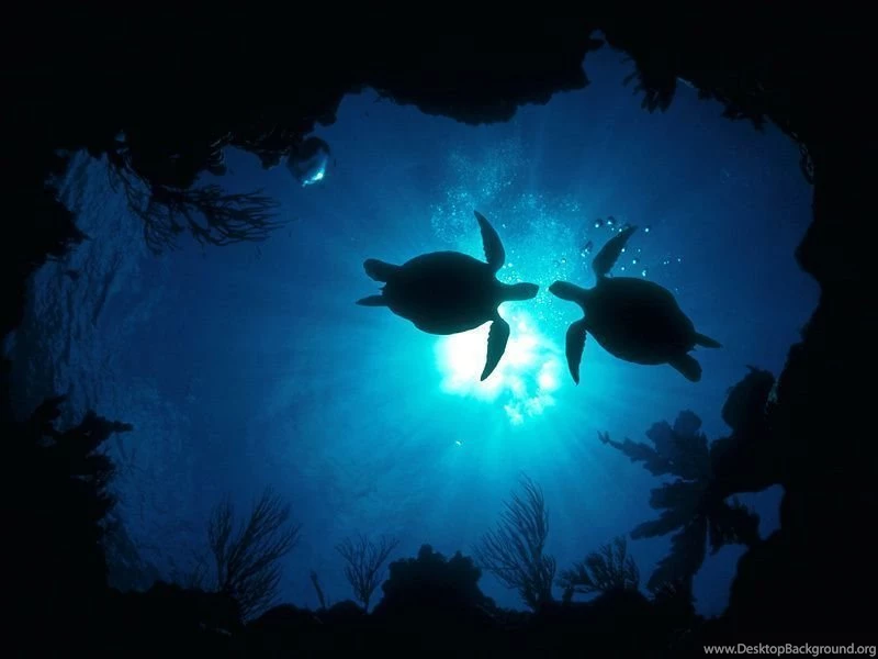 Turtle Wallpapers Pets Cute And Docile