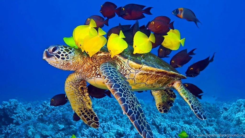 Turtle Wallpapers