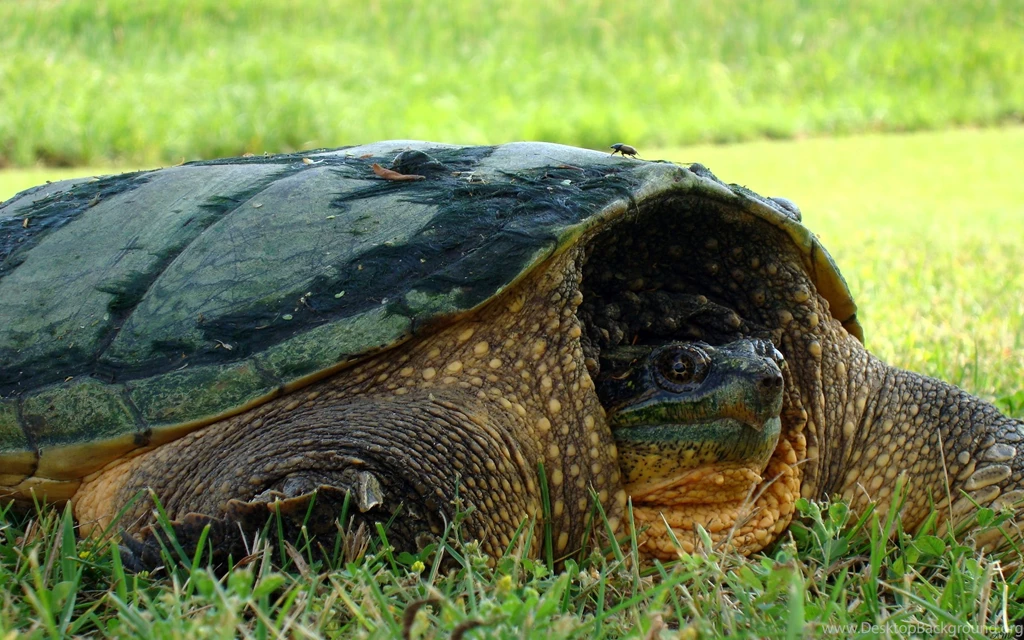 194 Turtle HD Wallpapers