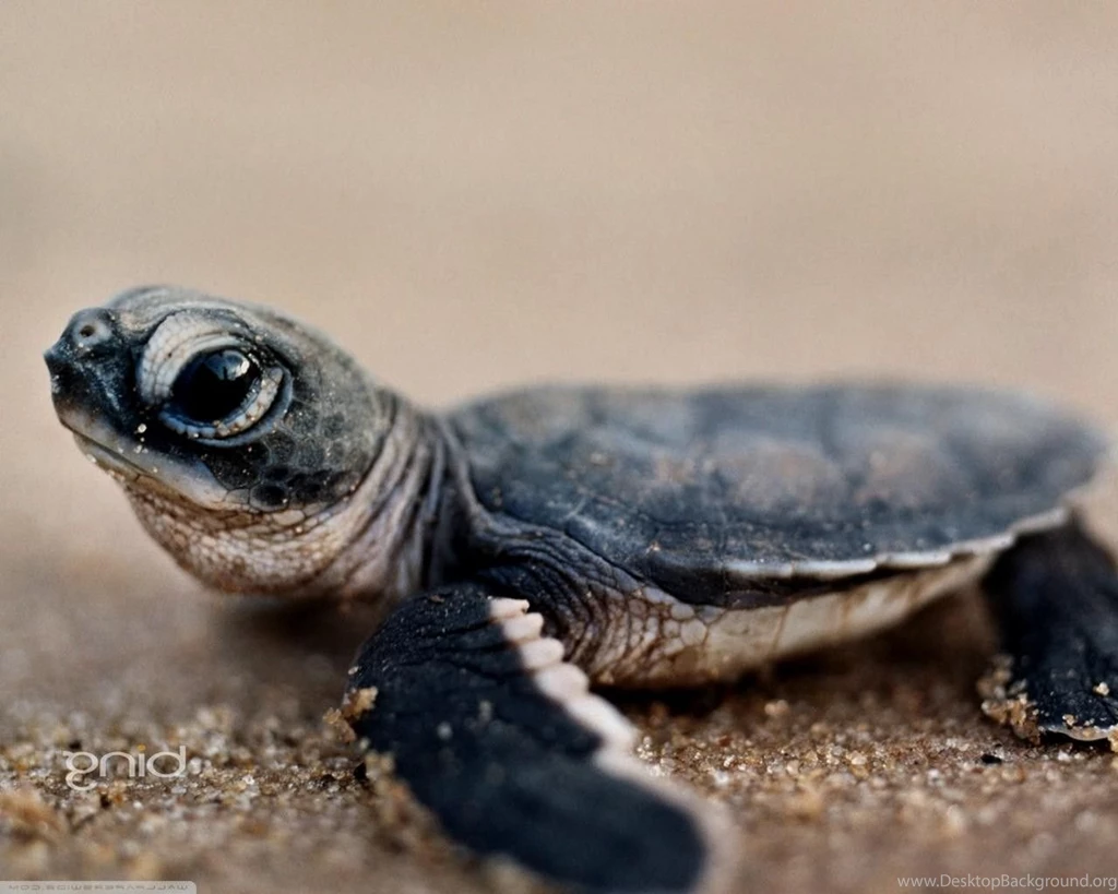 Baby Sea Turtle Wallpapers Wallpapers Sources