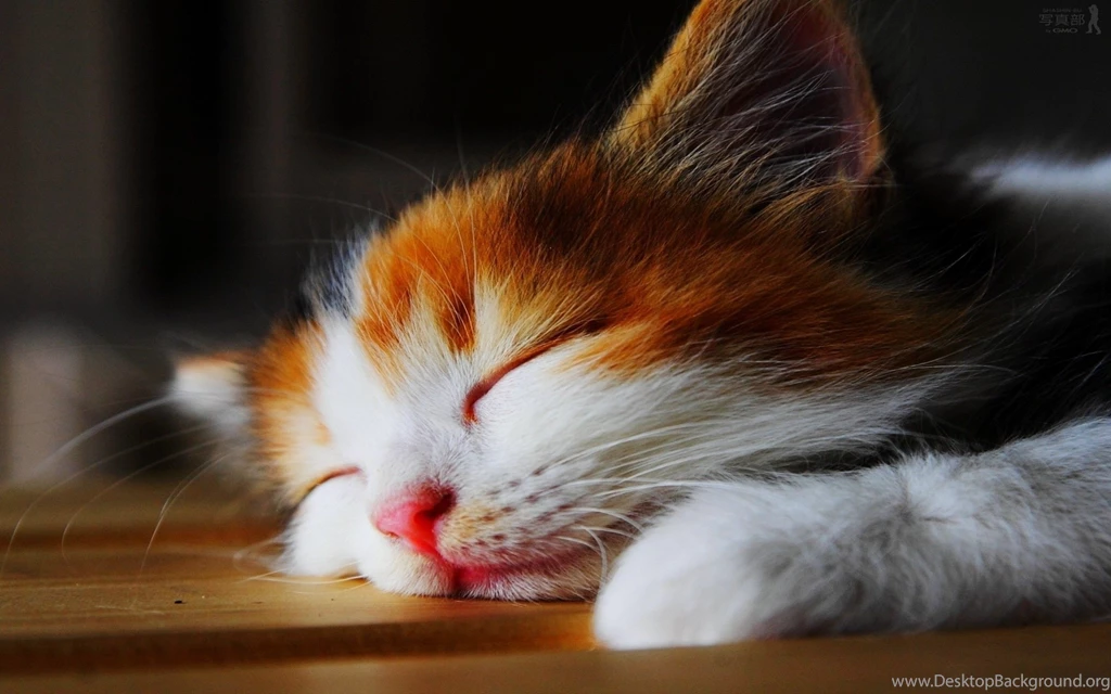 Cat Wallpapers