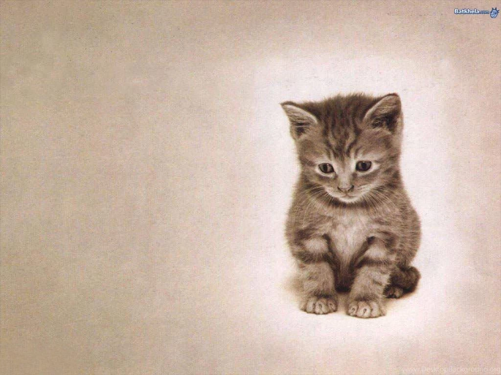 So Freakin Cute Cats Wallpapers 248656 Fanpop PowerballForLife