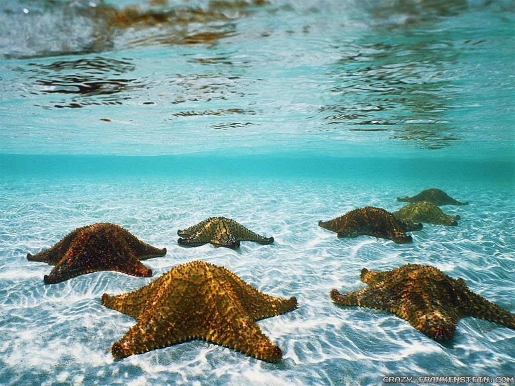 Underwater Wallpapers Crazy Frankenstein