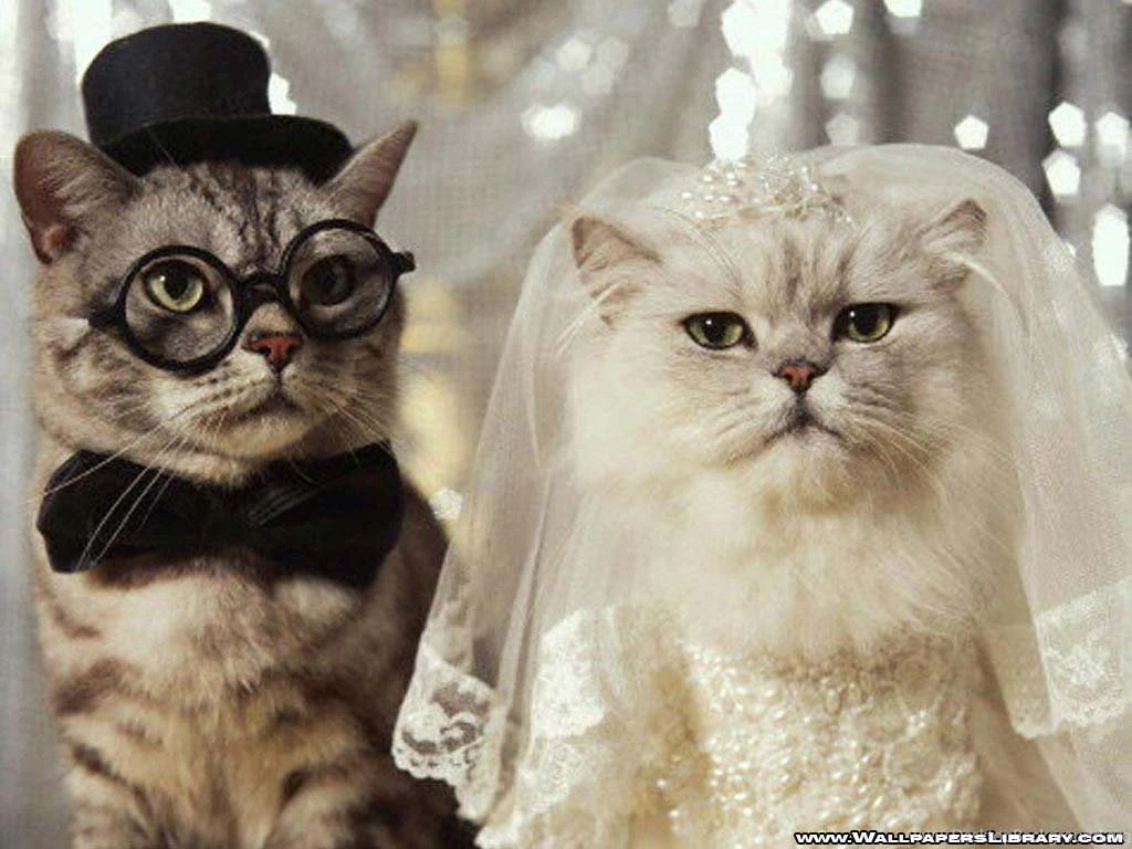 My Top Collection: Funny Cat Wallpapers