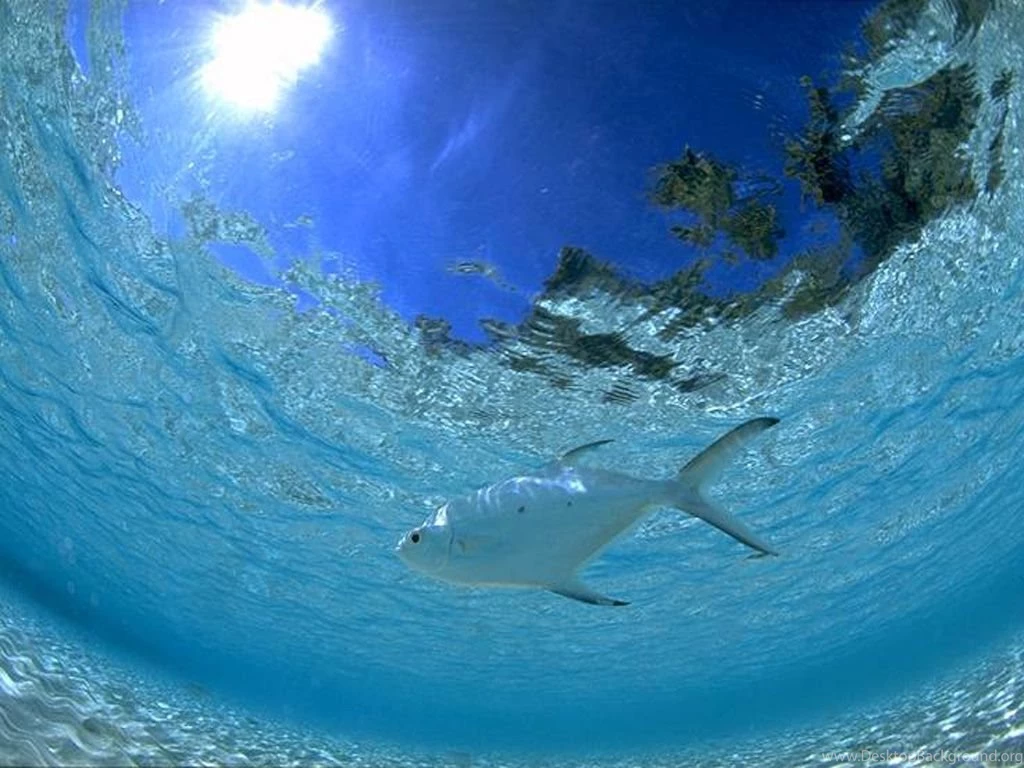 Under_sea 045.jpg