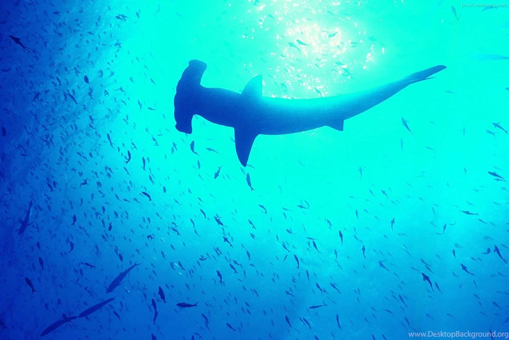Life Underwater Wallpapers