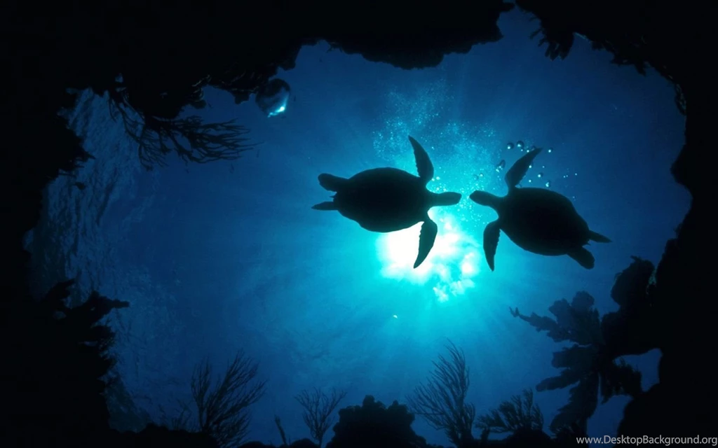 Underwater Wallpapers 3048 Amazing Awesome Wallnos.com
