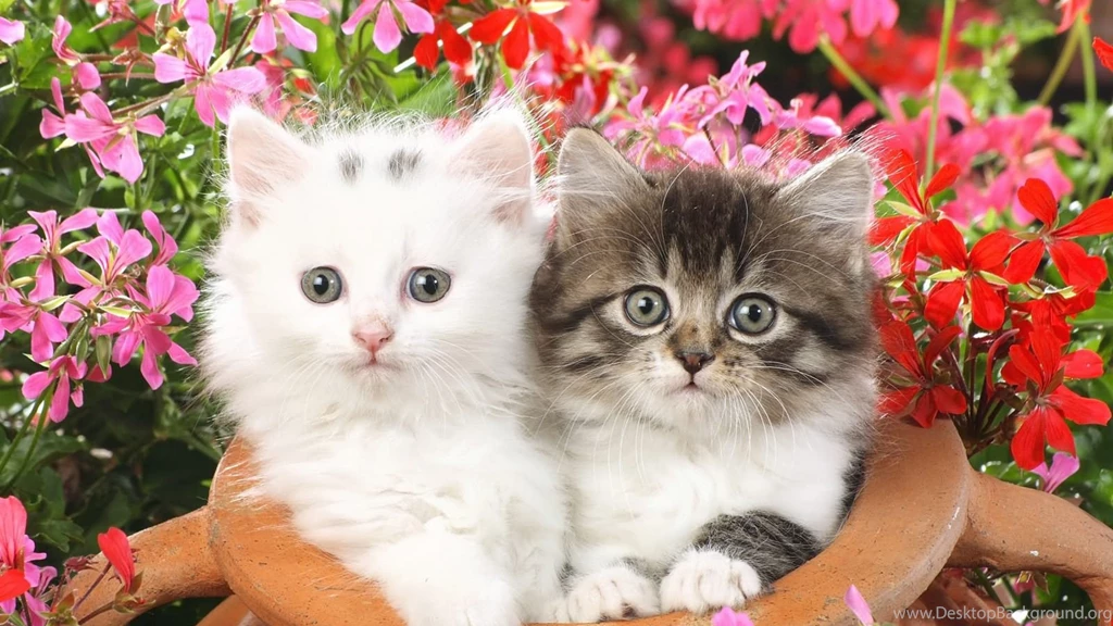 Download Wallpapers 3840x2160 Kittens, Steam Pot, Flowers 4K Ultra ...