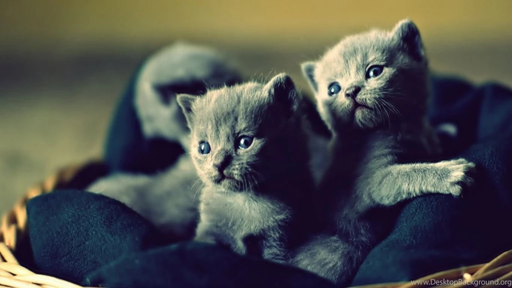 1366x768 Lovable Blue Russian Kittens Desktop PC And Mac Wallpapers