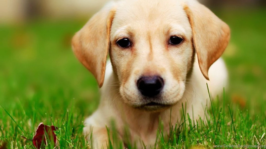 Puppies Pictures That Are Cute Hd Cute Puppy Wallpapers Hd ...