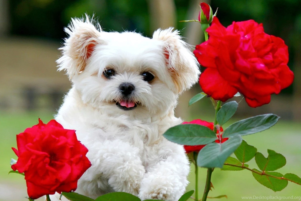 Cute Puppies With Red Flowers HD Wallpapers Wallpapers Series ...