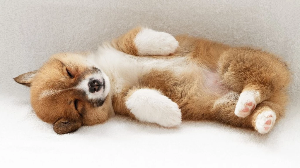 Puppy