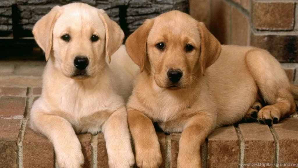 Animals Dogs Puppies Hd Wallpapers (