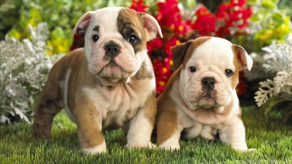 Bulldog Puppy HD Wallpapers