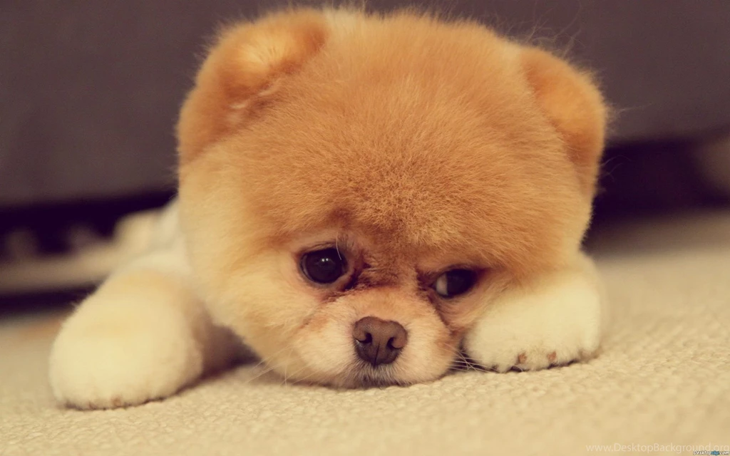 Little Puppy Wallpapers For Desktop & Mobile Of Cute Puppy