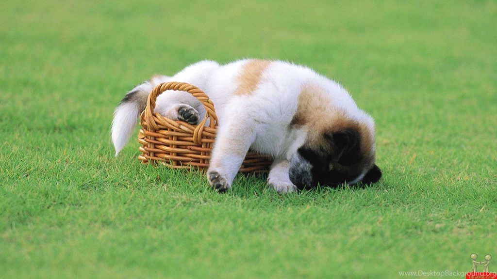 Sleeping puppy in bucket hd wallpapers   +ADw /title+AD4APA title+ ...