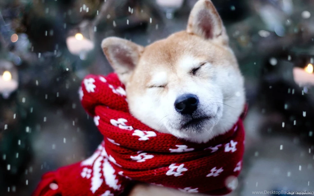 Puppy Wallpapers Cute