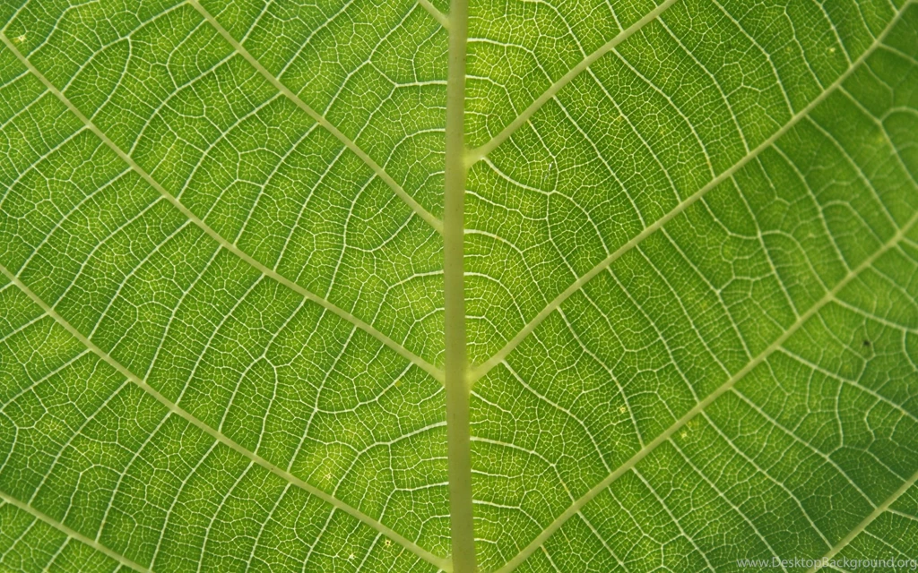 Leaves texture background 8429 8752 hd wallpapers.jpg