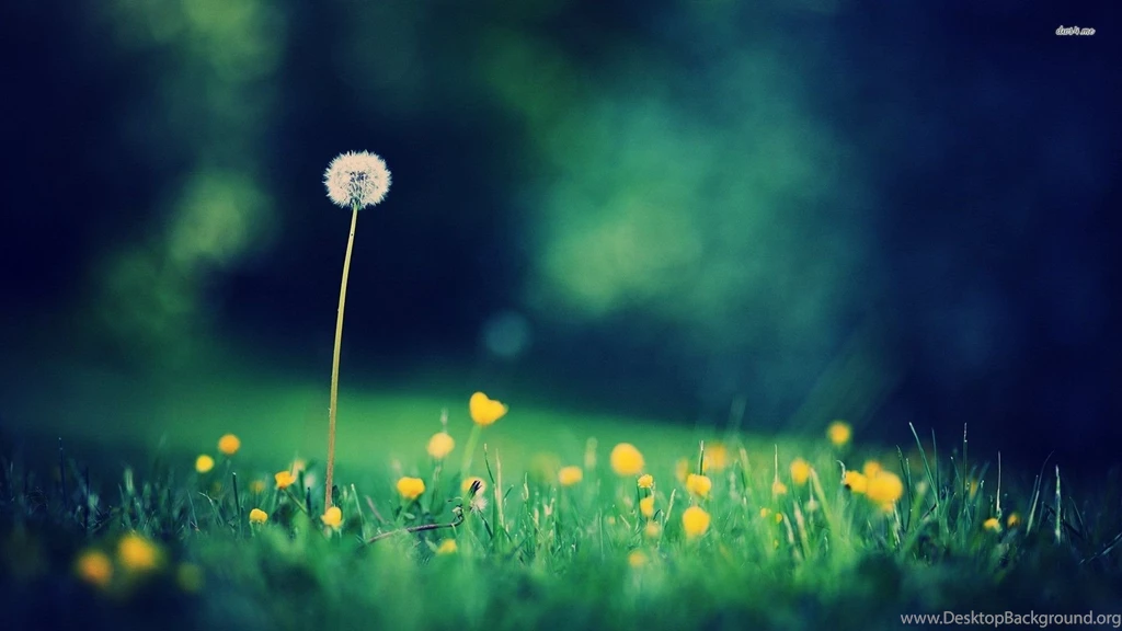 Dandelions Wallpapers Flower Wallpapers