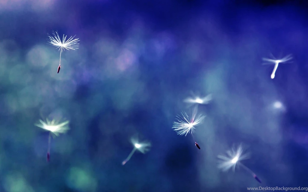 12 Pretty HD Dandelion Wallpapers HDWallSource.com