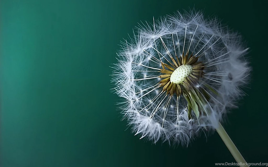 149 Dandelion HD Wallpapers