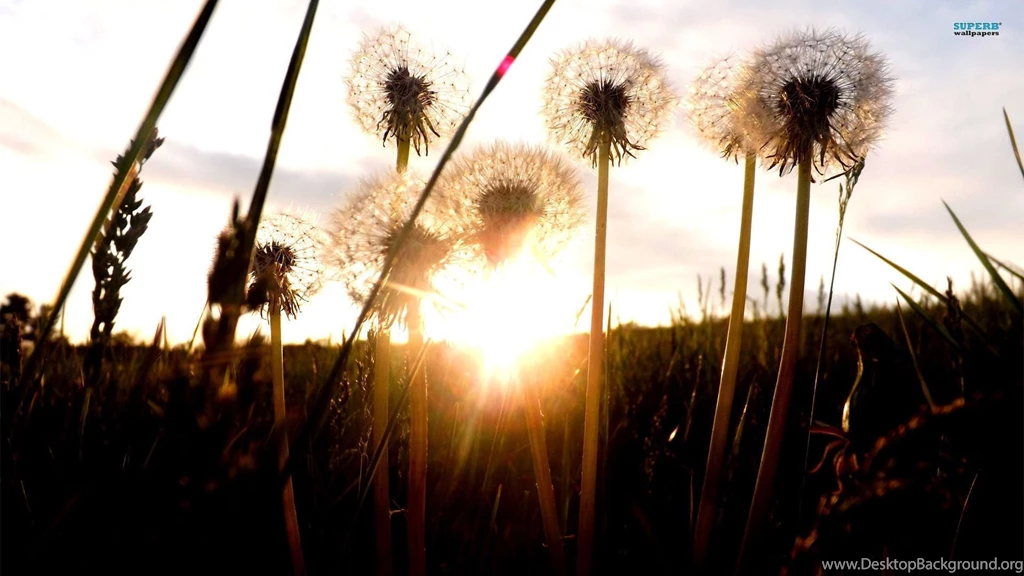 Sunrise Among Dandelions Wallpapers Photography Wallpapers