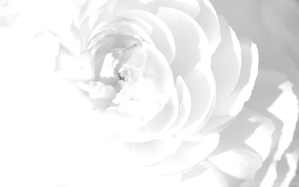 Cool White Background Images 6 HD Wallpapers.jpg