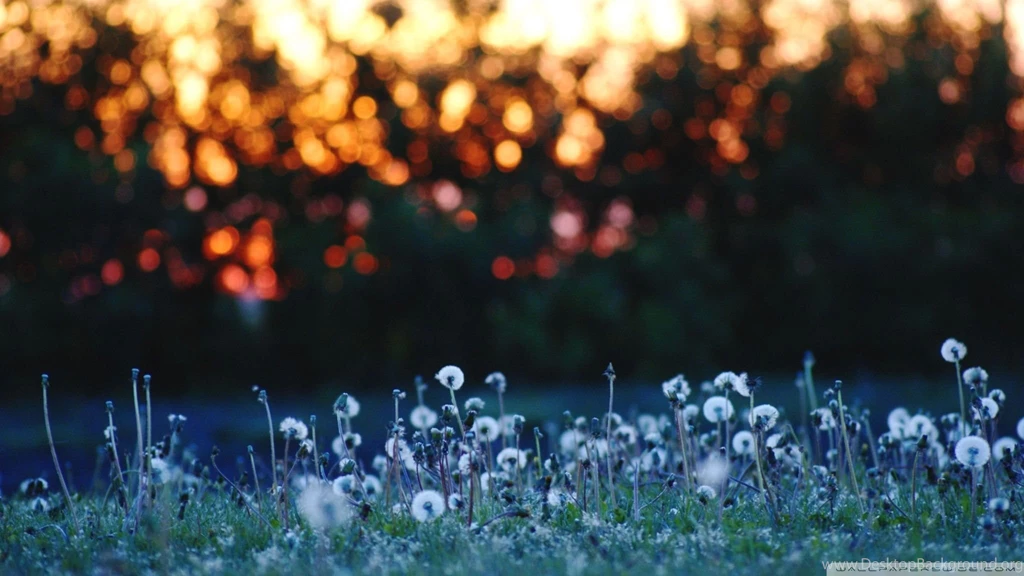 Dandelion Wallpapers