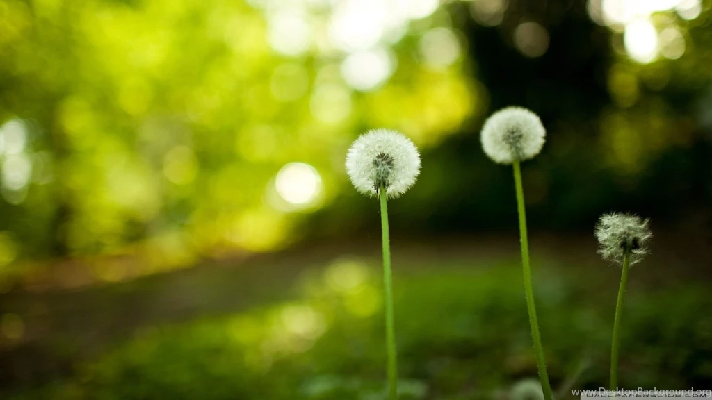Dandelion Wallpapers