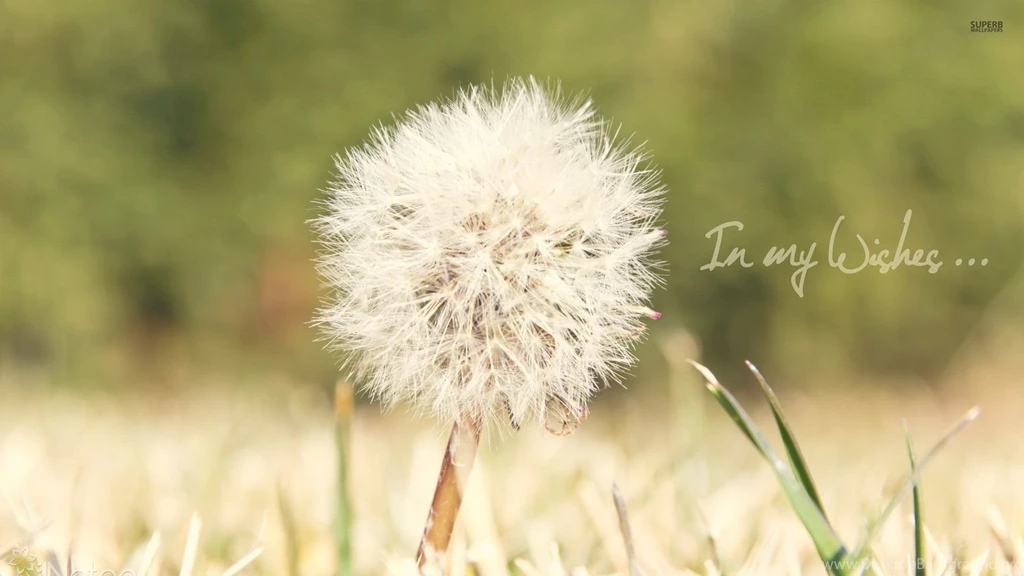 Dandelion Wallpapers Flower Wallpapers