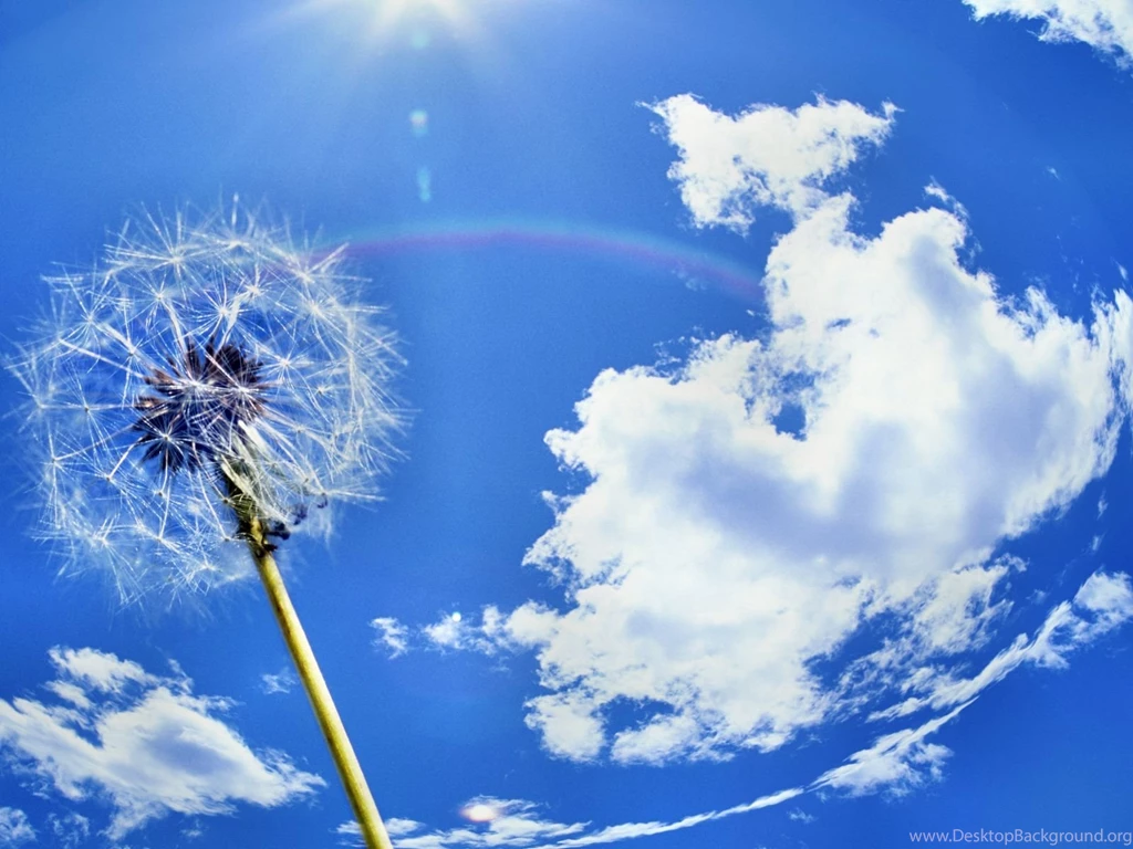 Dandelion Backgrounds