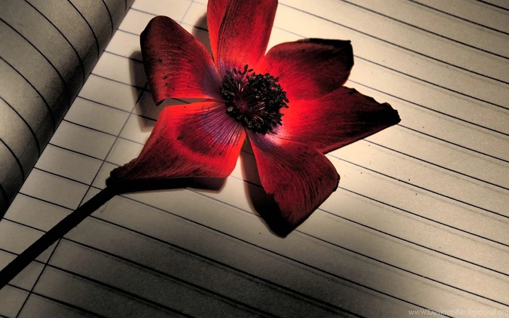 Notebook >> HD Wallpaper, Get It Now!