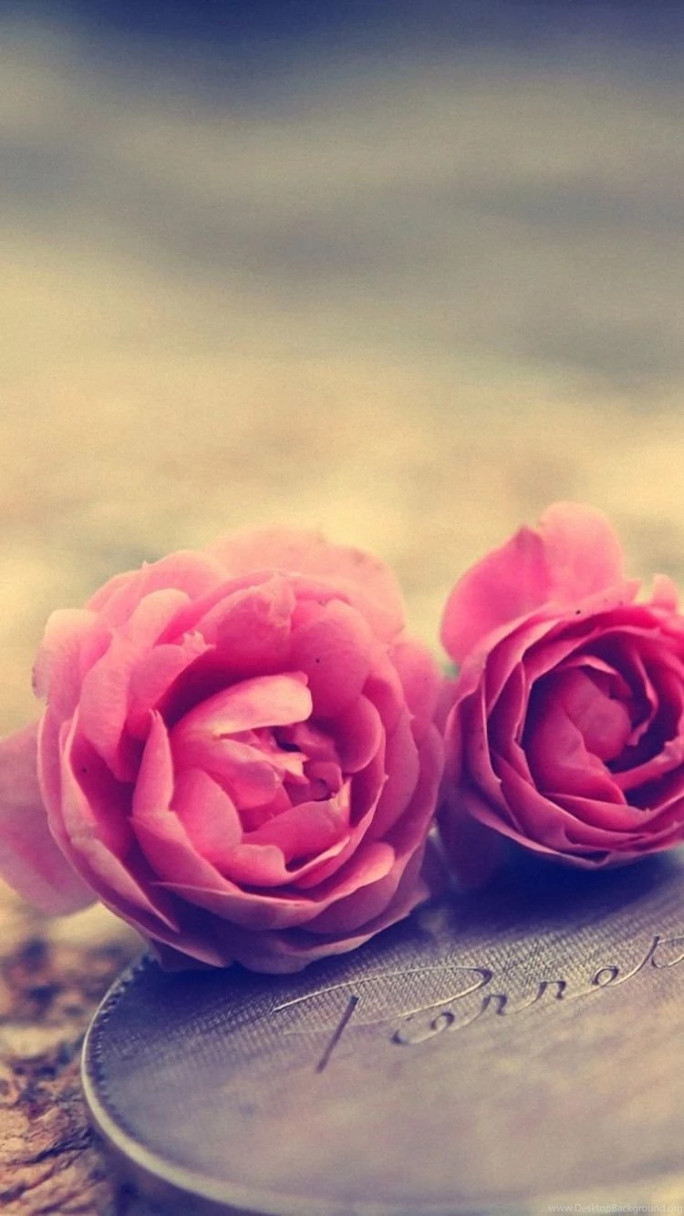 Full HD Rose Close Up iPhone 6 Wallpapers 750x1334 iPhone 6 Wallpapers